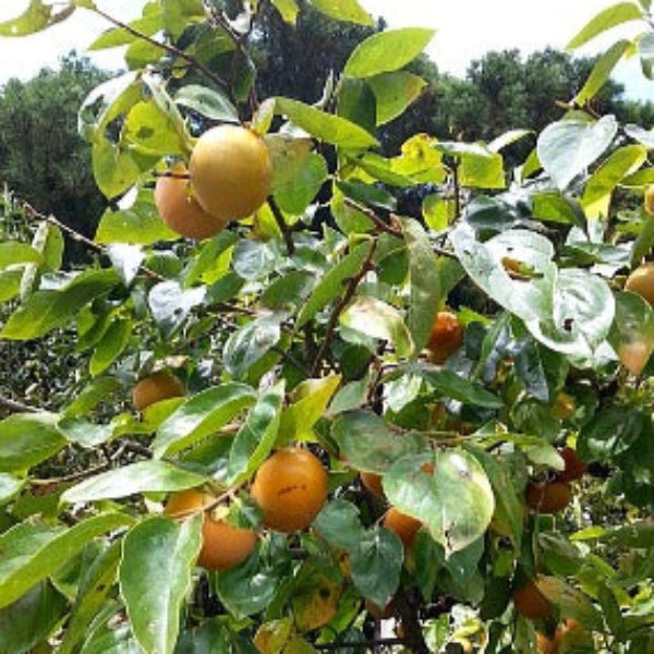 Close-up of Persimmon fruit, showcasing its small yellow fruit and clean, light fruity fragrance