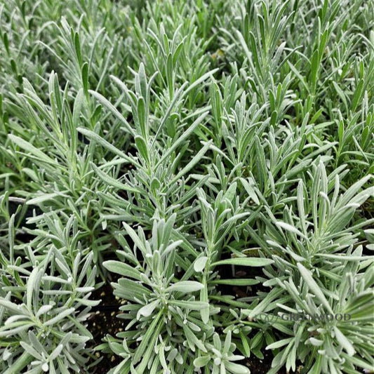 Phenomenal Lavender with silvery foliage