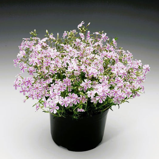 Candy Stripe Creeping Phlox with white flowers adorned with pink stripes creating a lush bouquet in a container
