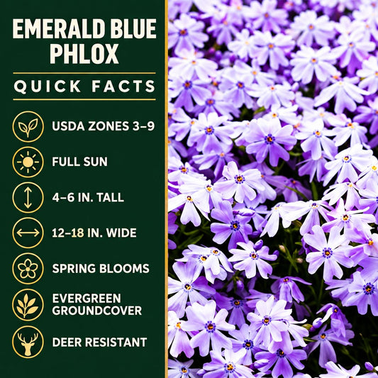 Emerald Blue phlox quick facts: zones 3โ9, full sun, 4โ6 inches tall, 12โ18 inches wide, spring blooming evergreen groundcover.