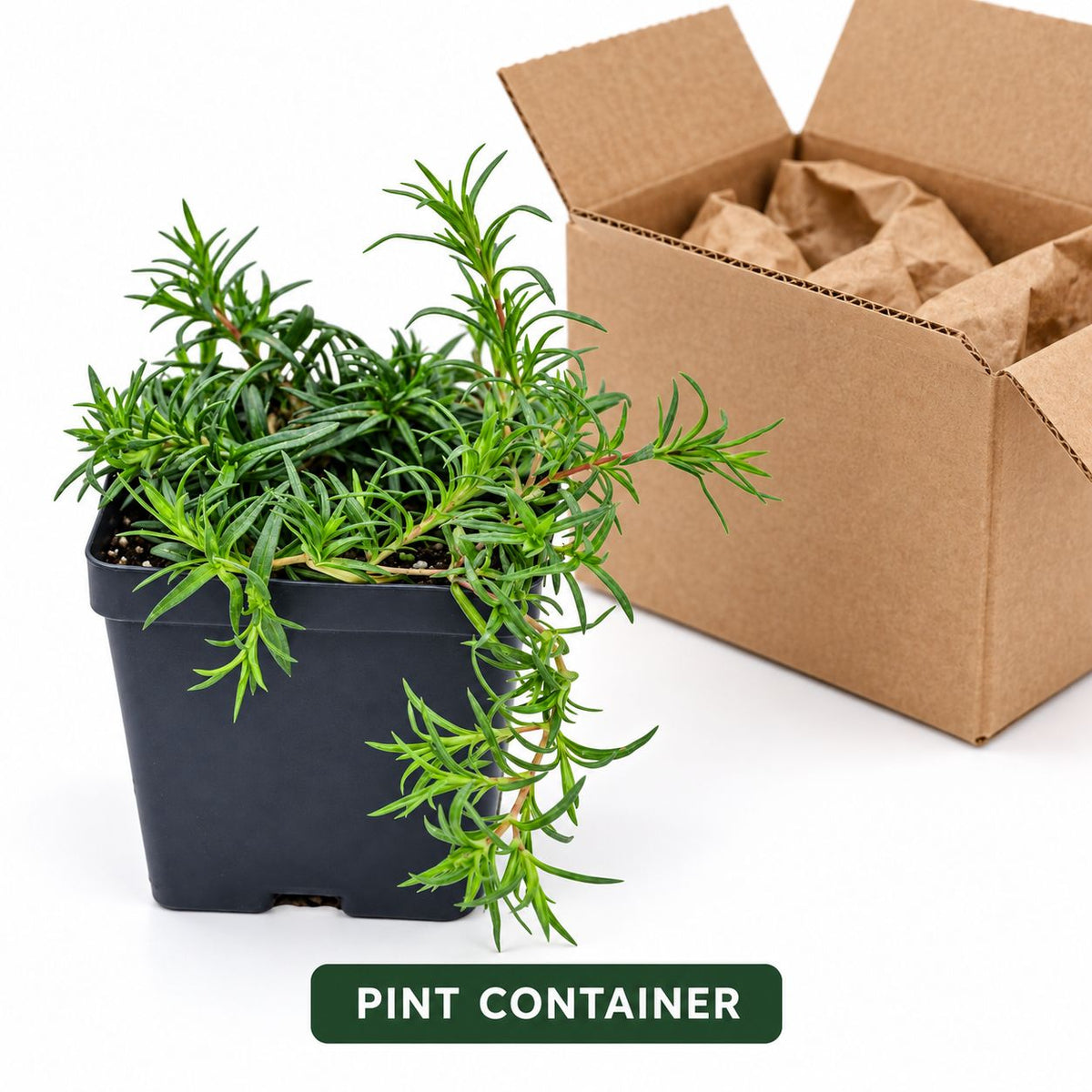 Emerald Blue creeping phlox in a square black pint container beside an open shipping box.
