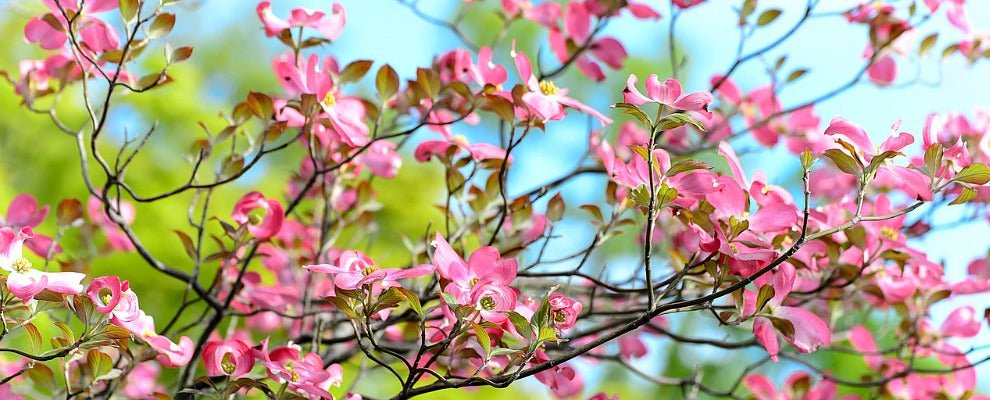 Dogwood Pink