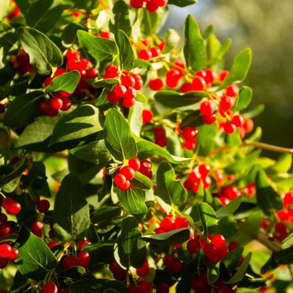 Pink Tatarian Honeysuckle