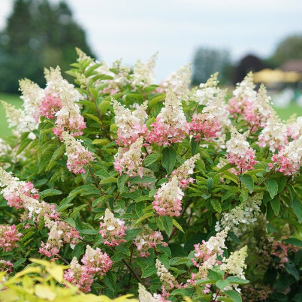 Pinky Winky™ Hydrangea planted in a garden, showcasing its stunning blooms and dark green foliage
