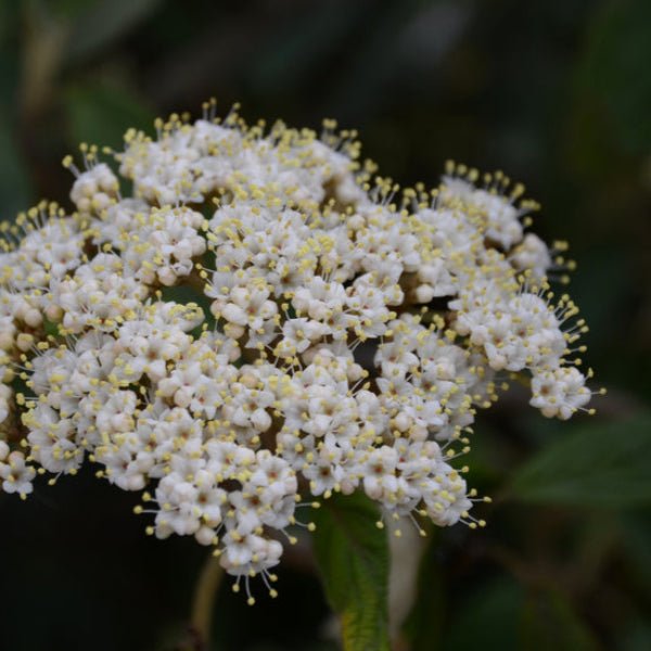 Close-up of Pragense Leatherleaf Viburnum's broadleaf evergreen foliage