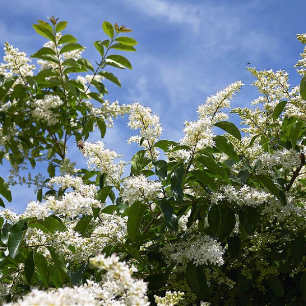 Close-up of California Privet's oval-shaped dark green leaves and small white flowers