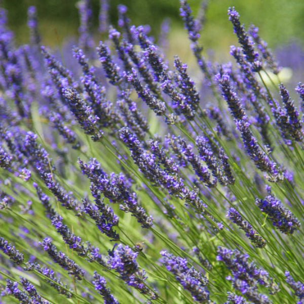Close-up of Provence Lavender’s fragrant flowers.