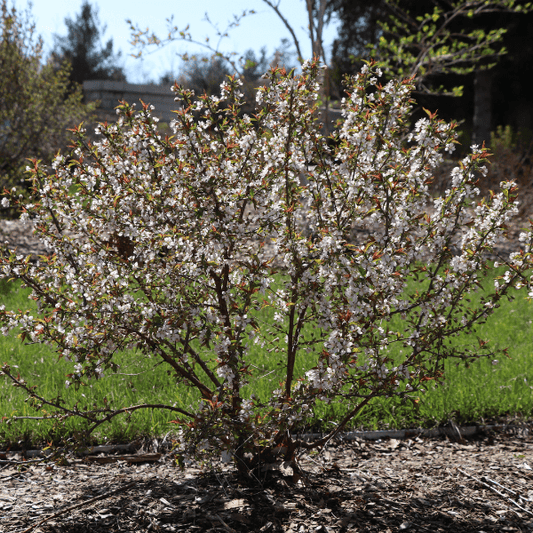 "Beautiful white to pink blooms on Easy As Pie Bush Cherry"