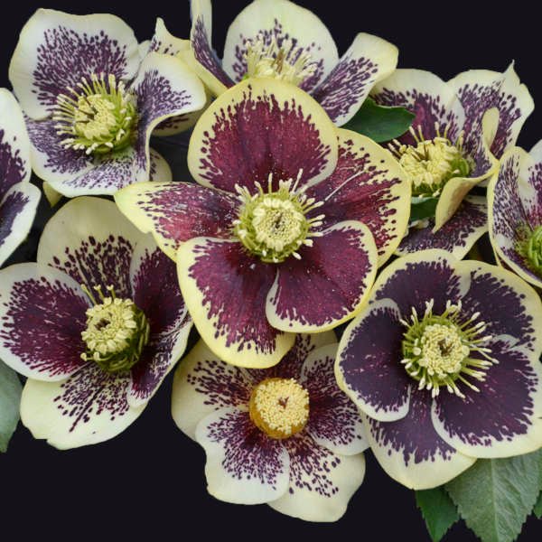 Helleborus Rio Carnival – Buy Vibrant Plants Online – Greenwood