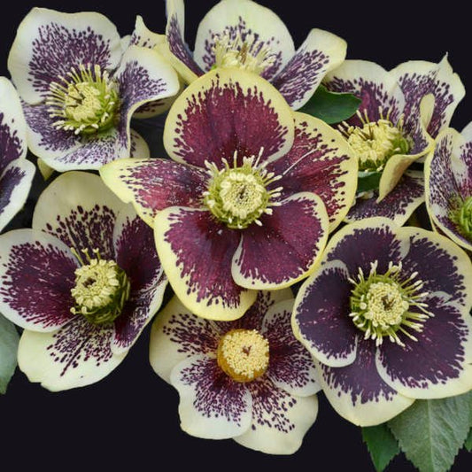 'Rio Carnival' in Bloom: "Helleborus 'Rio Carnival' with vibrant, colorful blossoms"