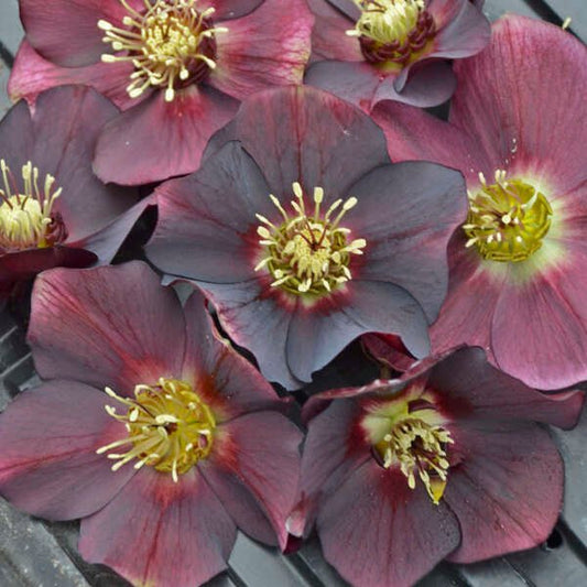 Close-up of 'Rome Red' Helleborus with striking wine red flowers