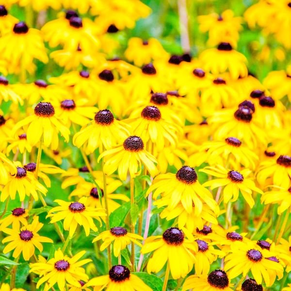Greenwood Nursery Black-eyed Susan 'Goldsturm' for Vibrant Landscapes"