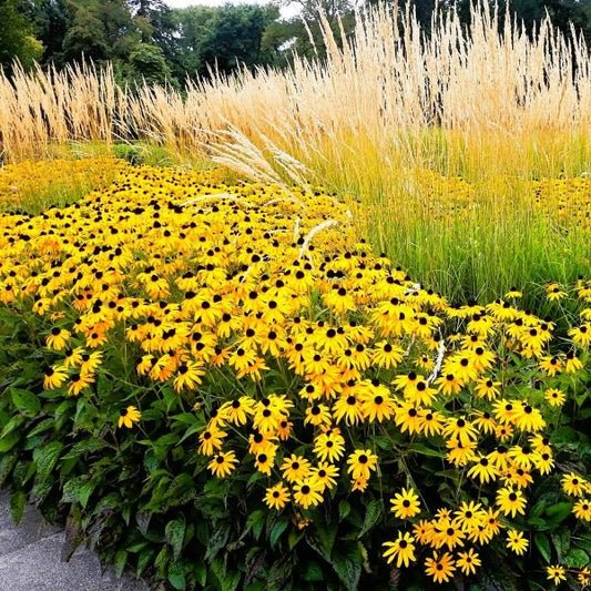 Hardy Perennial Black-eyed Susan for Borders and Wildflower Gardens"