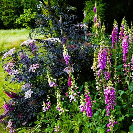 Black Lace Elderberry Shrub with Creamy Pink Flowers of Black Lace Elderberry – Greenwood Nursery"