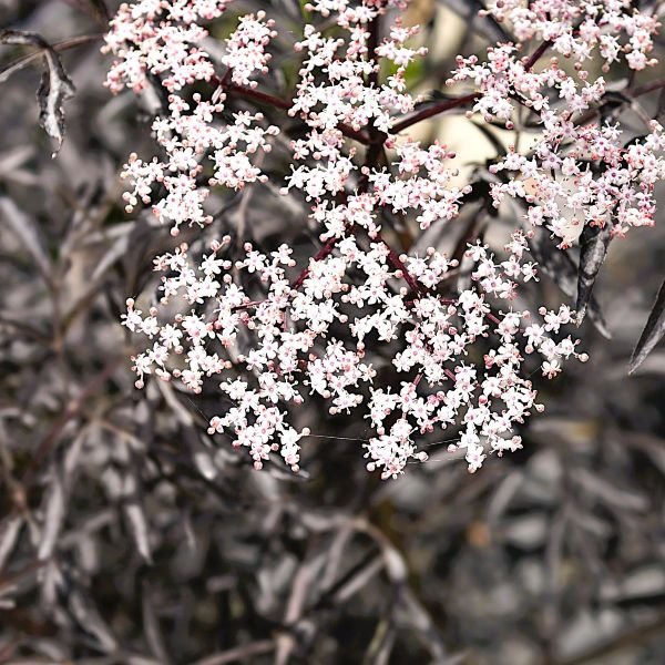 Creamy Pink Flowers of Black Lace Elderberry – Greenwood Nursery"