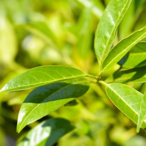 Skip Laurel Privacy Screen with Lush Green Foliage