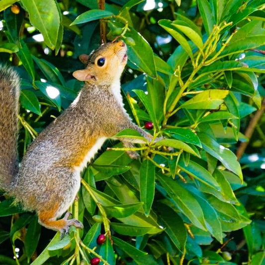Skip Laurel Privacy Screen with Lush Green Foliage