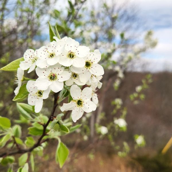 Close-up of white flowers on a branch with a blurred natural Serviceberryamelanchiorcanadensisbackground
