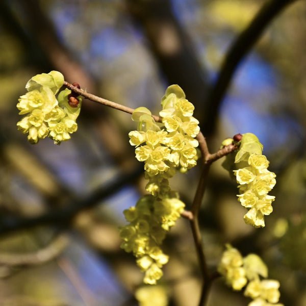 Spicebush with fragrant yellow-green flowers in early spring