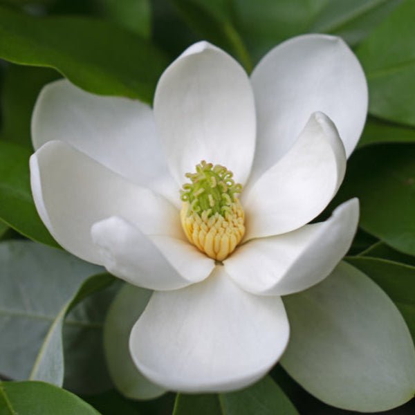 Close-up of Sweetbay Magnolia's fragrant creamy white flowers