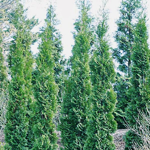 "Close-up of Thin Man® Arborvitae showcasing its dense, green foliage."