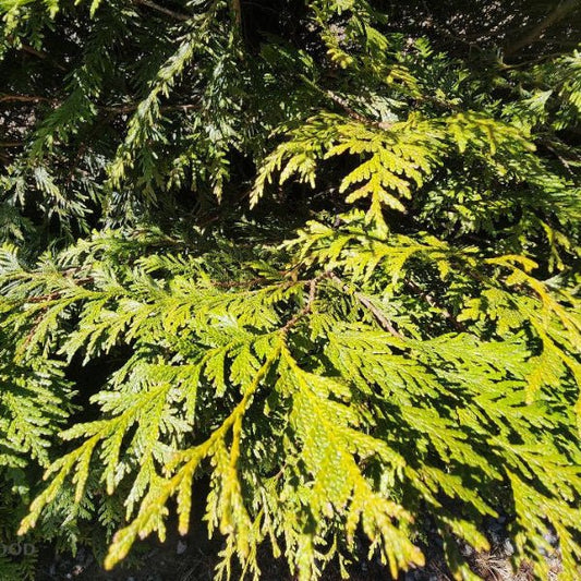 Close-up of Thuja Green Giant's deep green, evergreen foliage