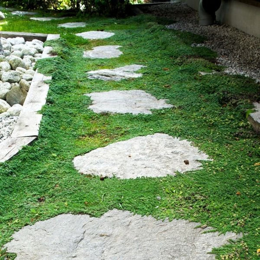 thyme creeping in walkway