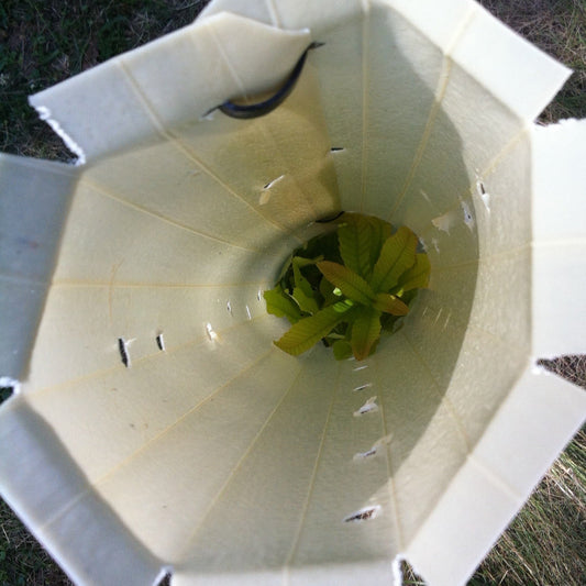 Close-up of Miracle Tubes Tree Protectors easily installed over young plants