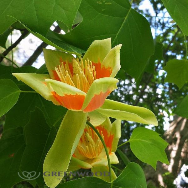 Close-up of Tulip Poplar Tree's yellow flowers and green leaves