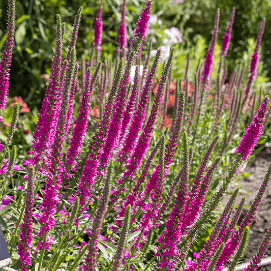 'Red Fox' Veronica Speedwell with fuchsia red flower spikes in a garden