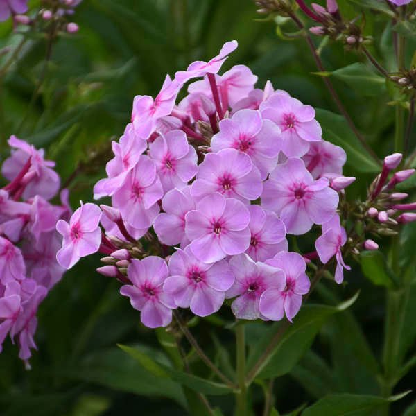 Close-up of 'Uptown Girl' Phlox paniculata's pink flowers with star-shaped dark pink eyes