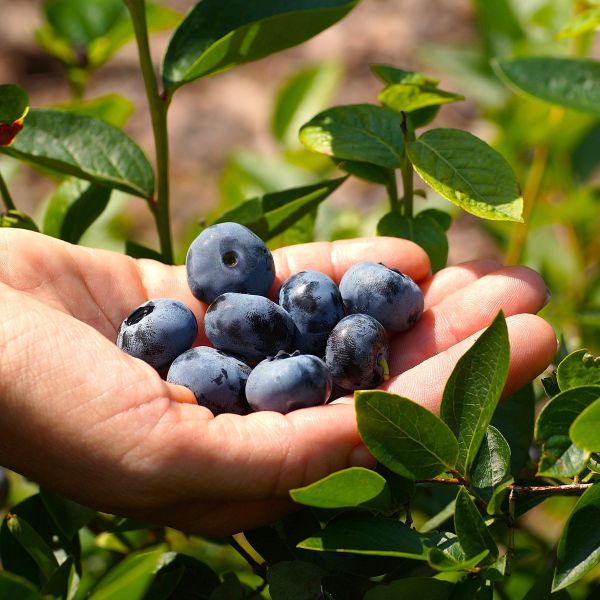 Vaccinium corymbosum Chandler close up of berries and leaves in hand