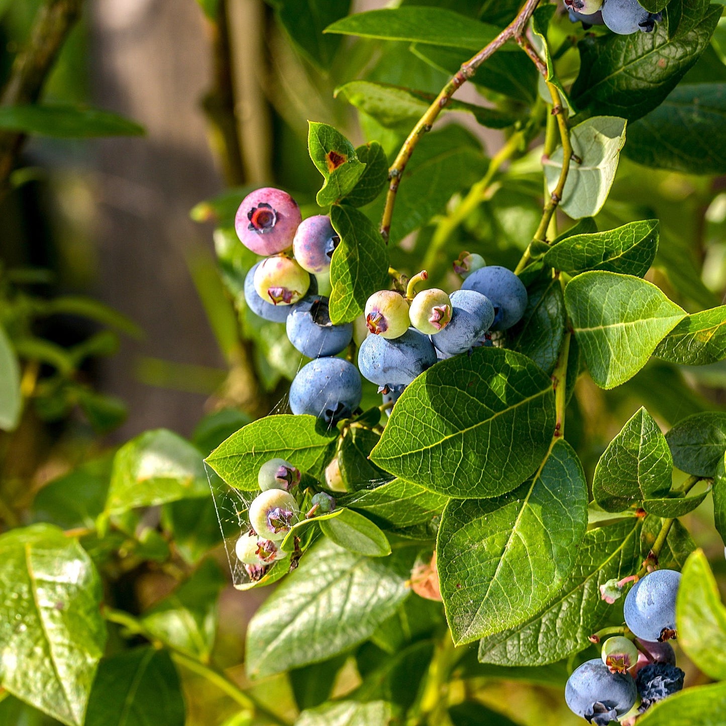 Vaccinium corymbosum Sunshine Blue close up berries on plant