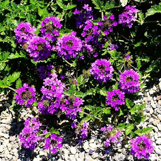 Greenwood Nursery Homestead Purple Verbena for Mass Plantings and Containers"