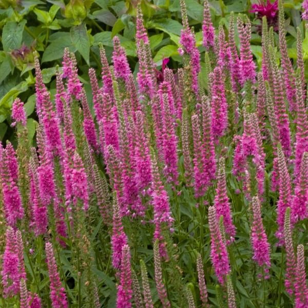 Greenwood Nursery 'Red Fox' Speedwell for Rock Gardens and Borders