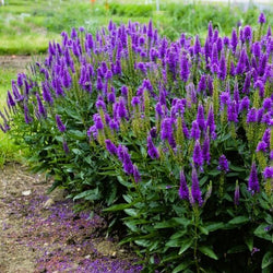 Compact Green Foliage of Veronica for Container and Pathway Gardens