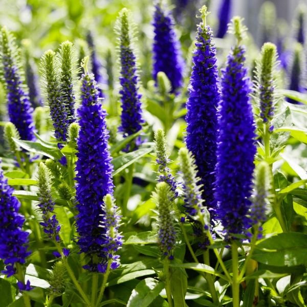 Pollinator-Friendly Veronica spicata in Full Bloom