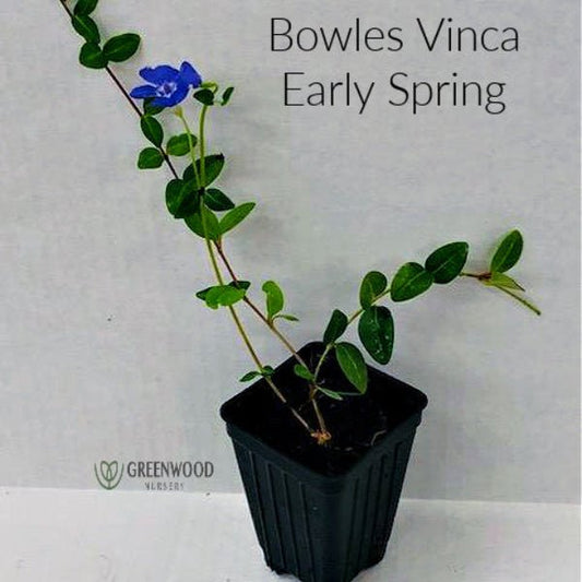 Potted Vinca Minor Bowles in a 2.5-inch container, showcasing periwinkle blue flowers.
