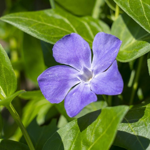 Close-up of Vinca Minor's delicate periwinkle blue flowers in a garden