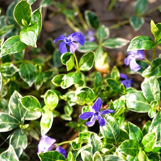 Evergreen ground cover Vinca Minor thriving in shaded garden areas