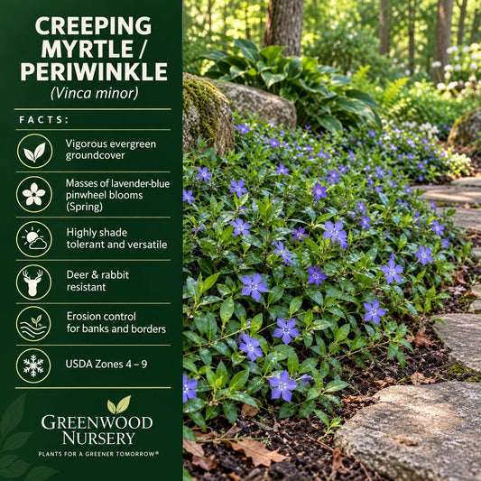 Creeping Myrtle (Vinca minor) groundcover with lavender-blue blooms beside an informational panel listing plant facts.”
