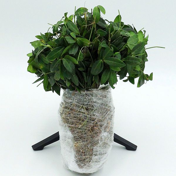 Vinca Minor used as ground cover actual bundle of 50 plants wrapped and ready to ship