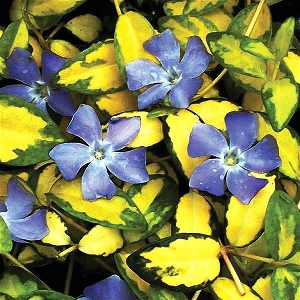 Vinca Minor 'Illumination' Groundcover