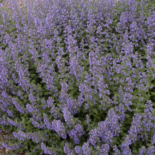Walkers low nepta catmint garden setting