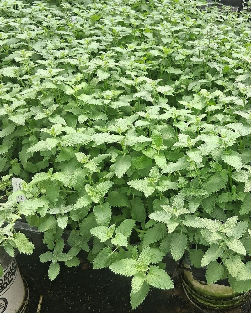 βGreenhouse trays of young catmint plants with dense green foliage.β