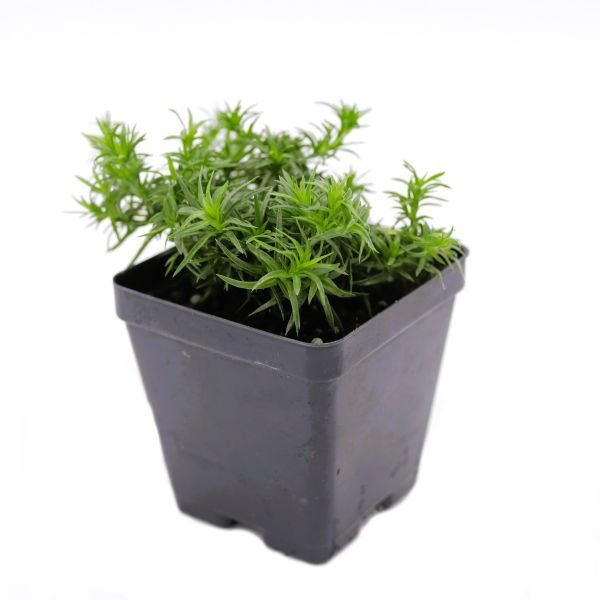 Close-up of White Creeping Phlox's in Pint pot