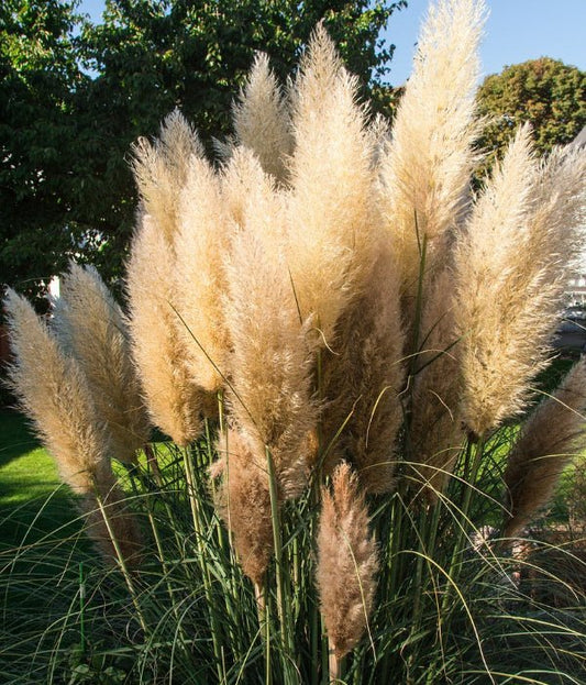Close-up of White Pampas Grass's tall white plumes standing strong from late summer through winter