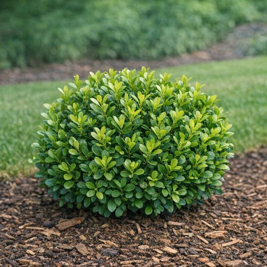 Single Winter Gem Boxwood shrub with dense green foliage and brown mulch in a garden bed.