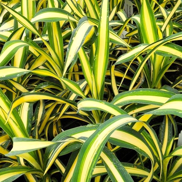 Yucca filamentosa Color Guard showcasing yellow variegated leaves and evergreen foliage"