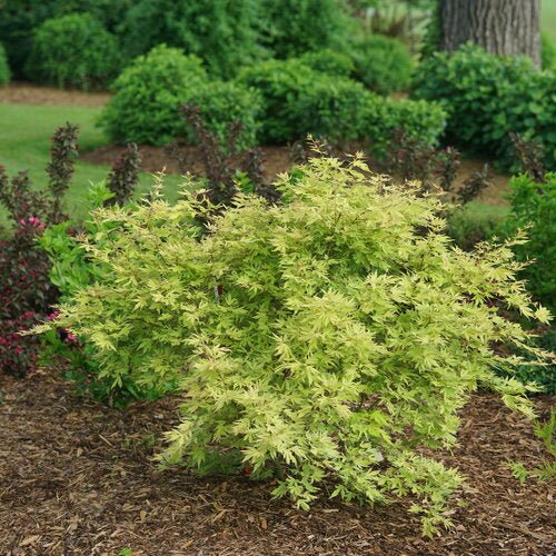 "Metamorphosa Japanese Maple with yellow leaves and pink margins in spring"